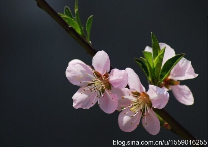 紫微八字桃花运