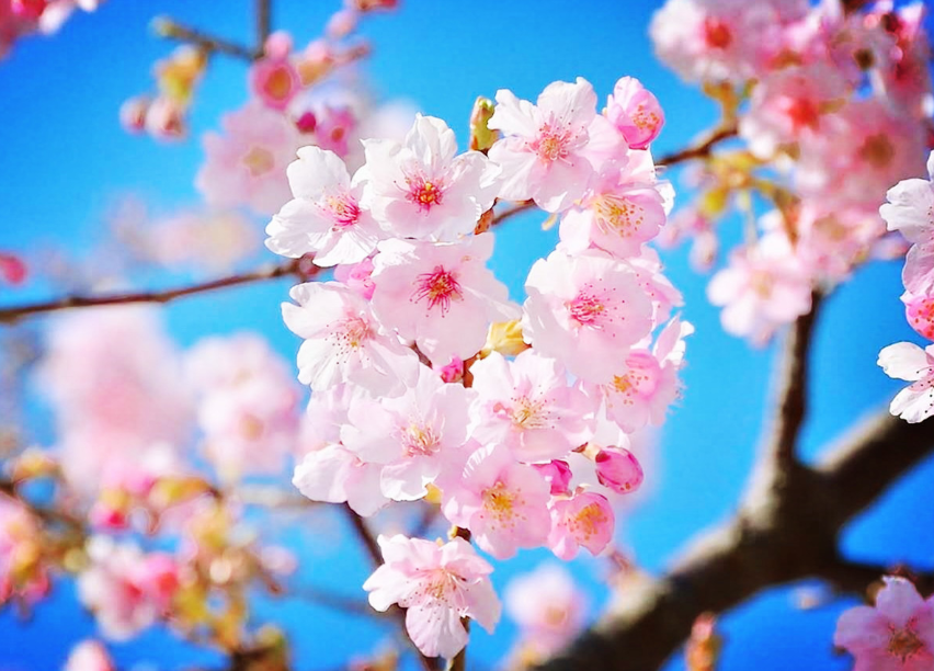 鸡年走桃花运的八字