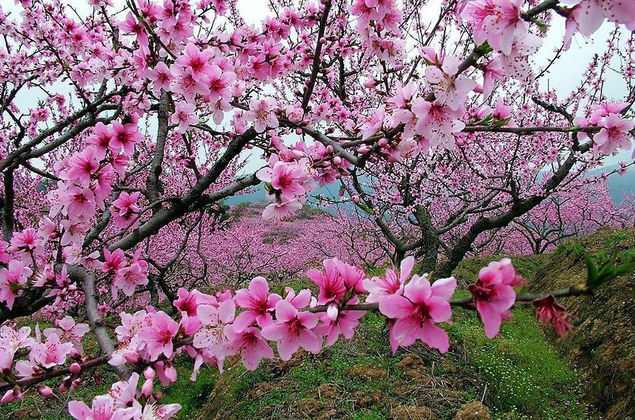 2月运势桃花运