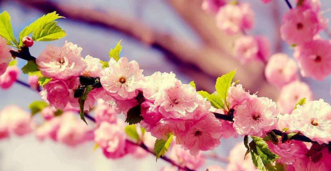 从八字中求桃花运