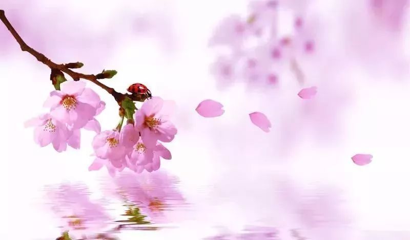 桃花运势来袭
