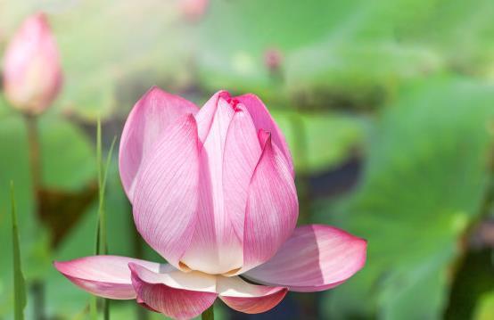 10月十二生肖桃花运势如何