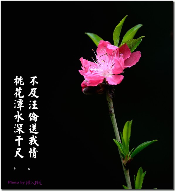 桃花运势上上吉