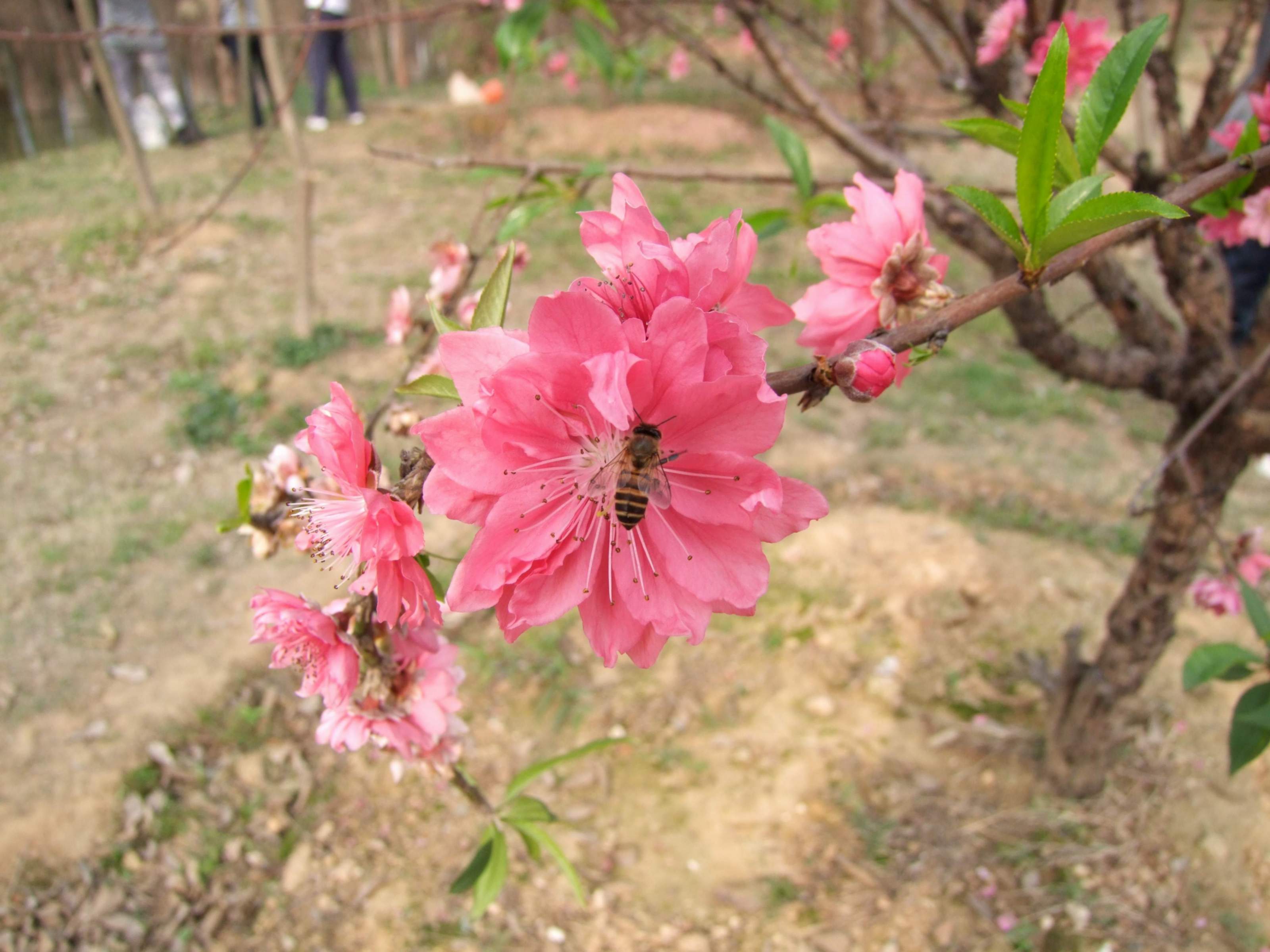 怎么改善桃花运势