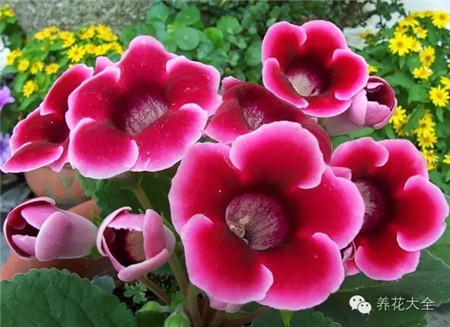 生肖运势鸡女人的爱情桃花运去