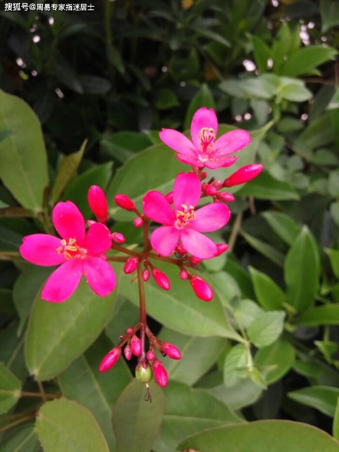 男八字走桃花运