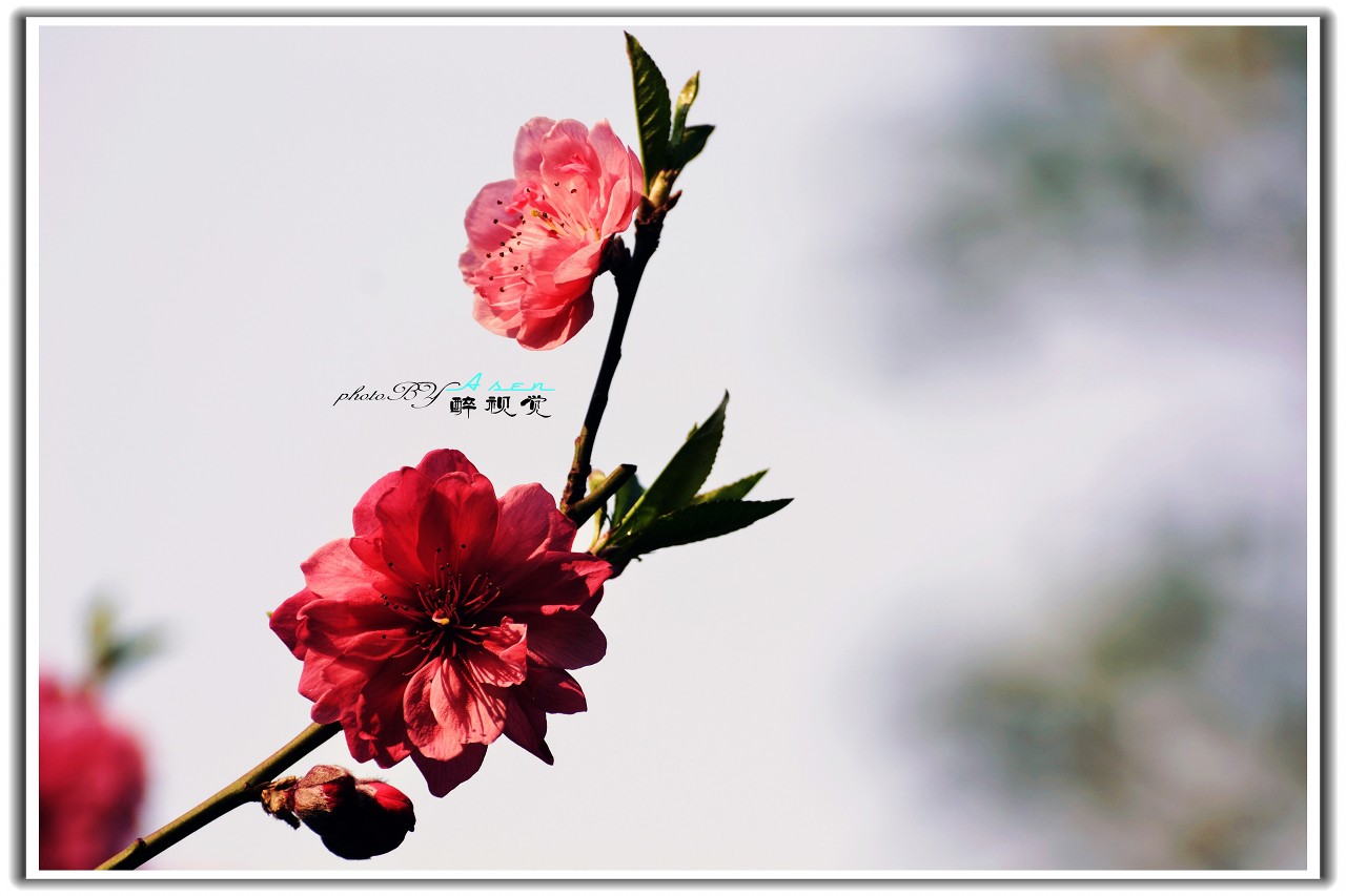 12月桃花运势暴涨