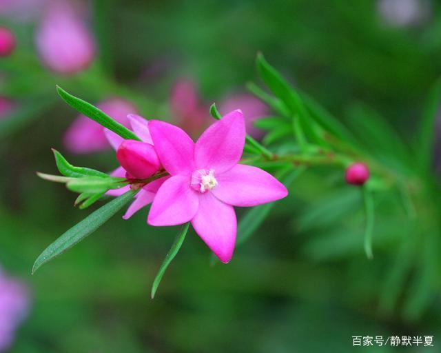 双鱼座桃花运势