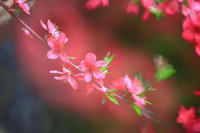 今年属兔的桃花运势