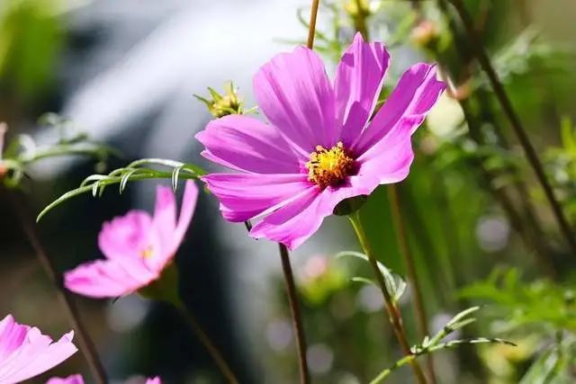 狮子座2021年5月份桃花运势