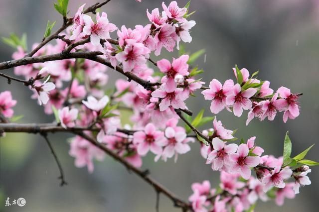 桃花运势开始飙升