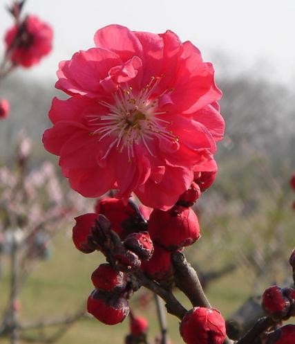 6月份桃花运势极佳