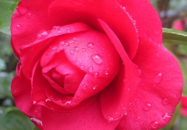 属鼠7月烂桃花运势的简单介绍