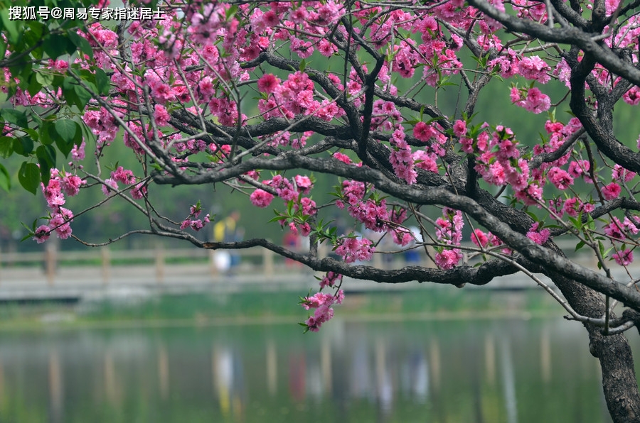 八字四桃花运