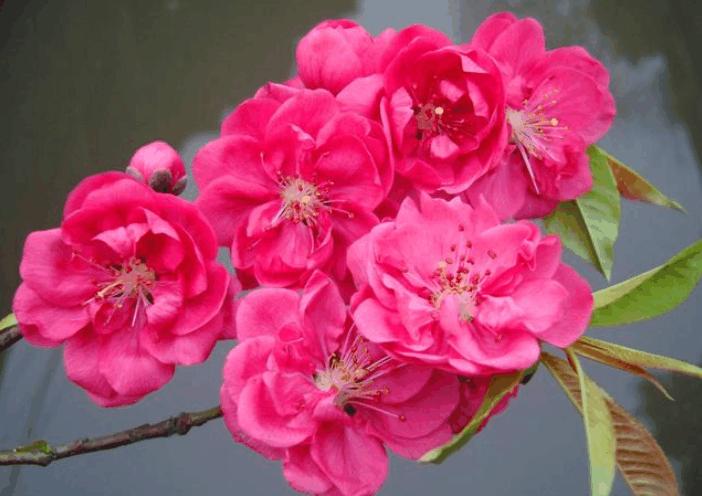 算命说有桃花运是什么意思