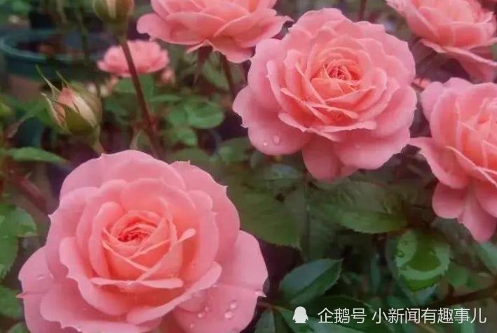 乙亥年山头火桃花运势