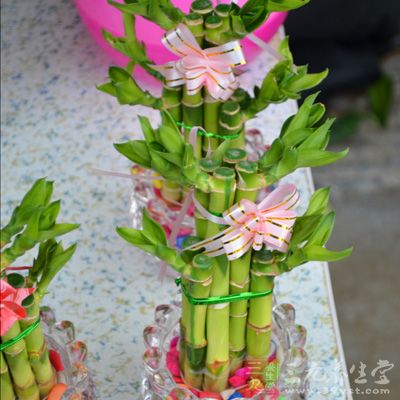 富贵竹插几只对运势好