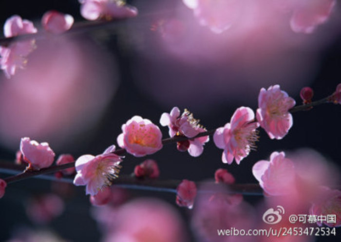 属蛇2022年桃花运势