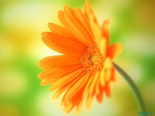 属猴人桃花运势如何