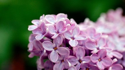 一月开启桃花运势
