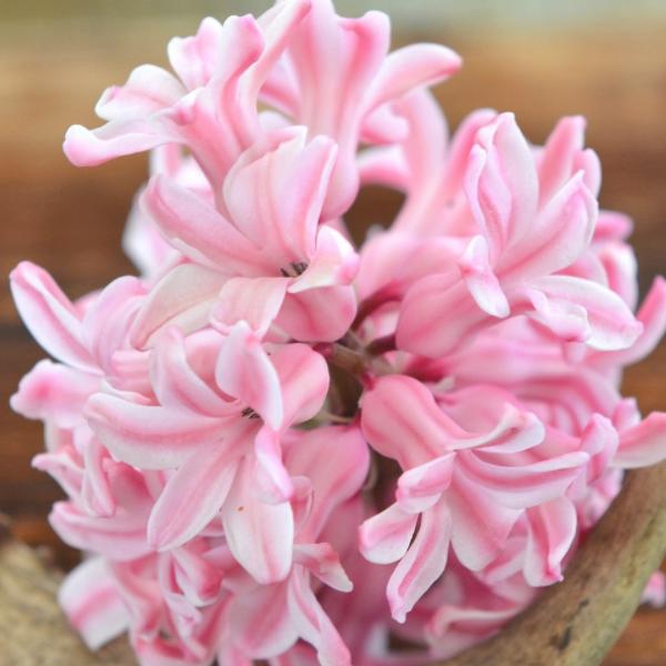 这三大星座桃花运势旺盛