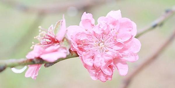 八字能算出有没有桃花运吗