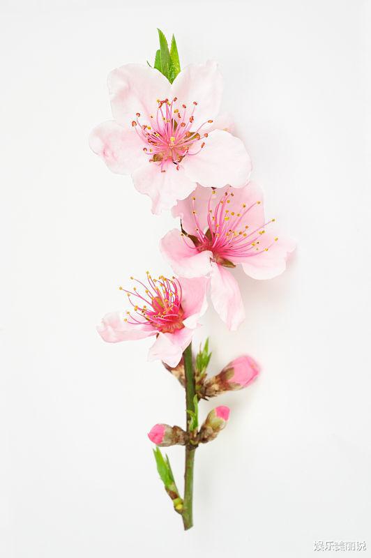 2012年金牛座爱情桃花运势