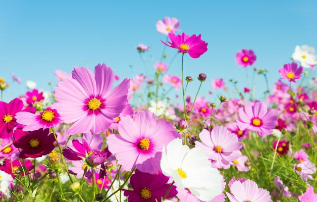 什么样的女命八字桃花运旺