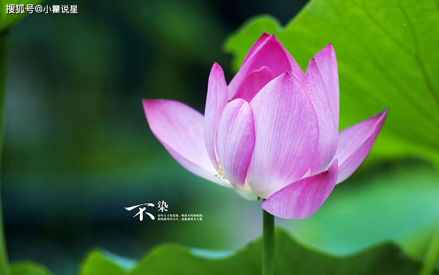 属鸡六月份如何提升桃花运势