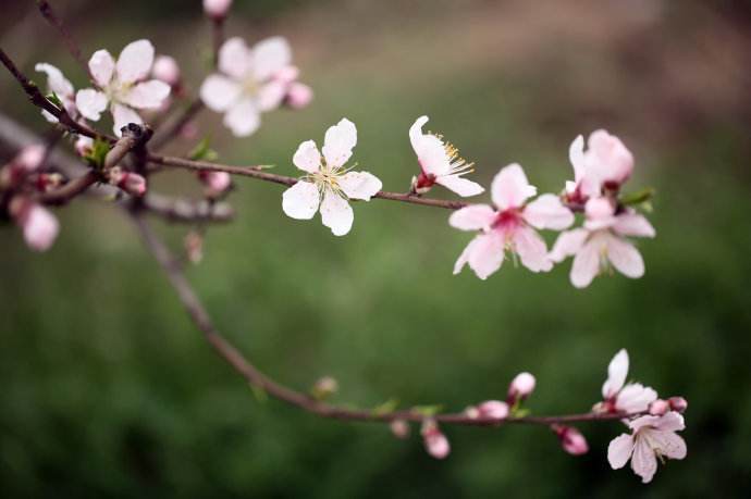 八字桃花运多少年一次