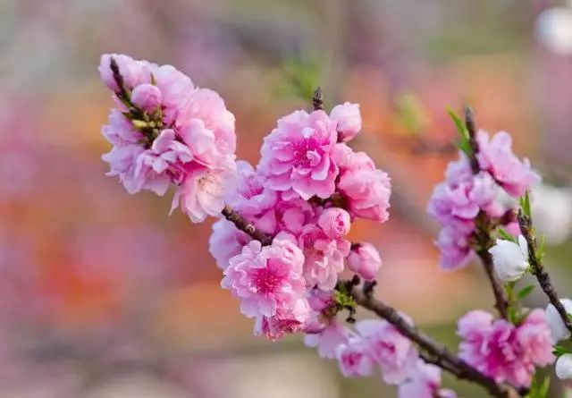 4月桃花运势