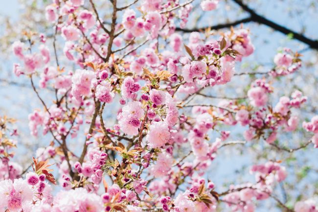 桃花运势旺什么意思