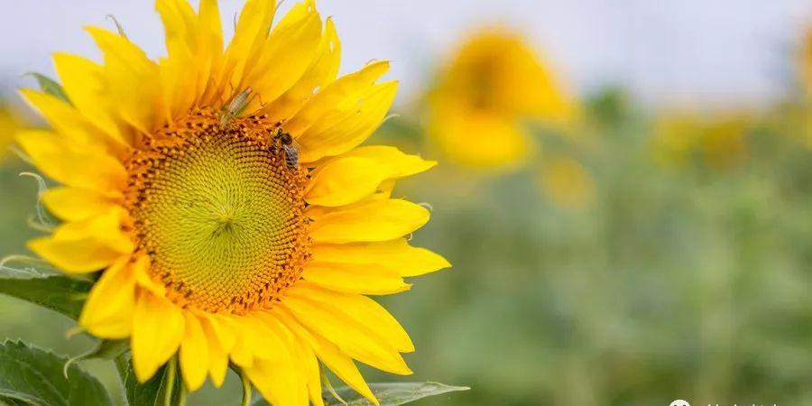 4生肖桃花运势上涨