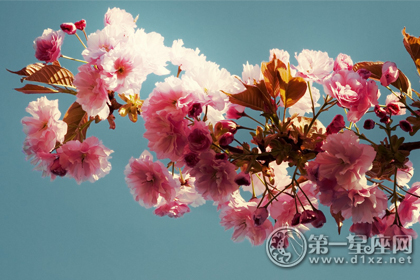 属猪桃花运势