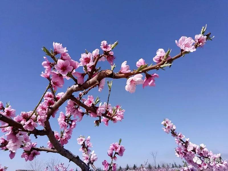 八字桃花运与爱情