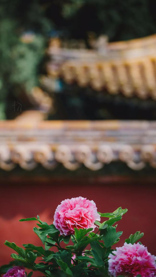 丁火建禄格富贵八字