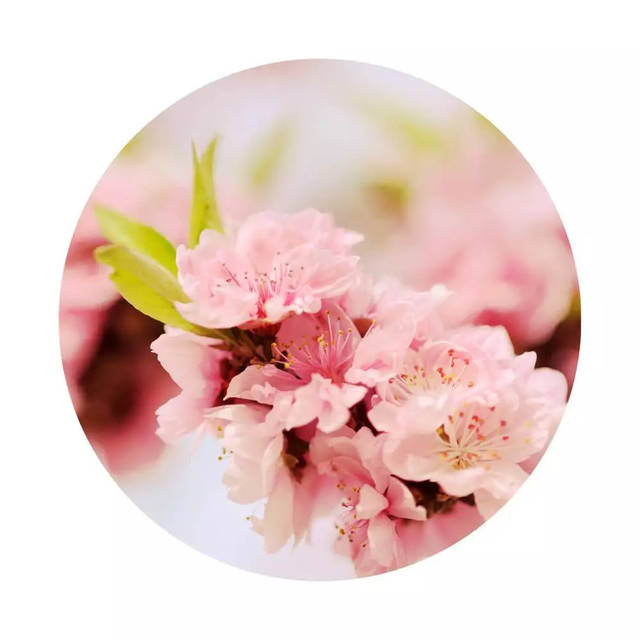 八字桃花运与爱情