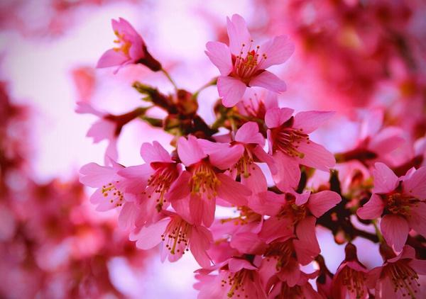 4生肖桃花运势上涨