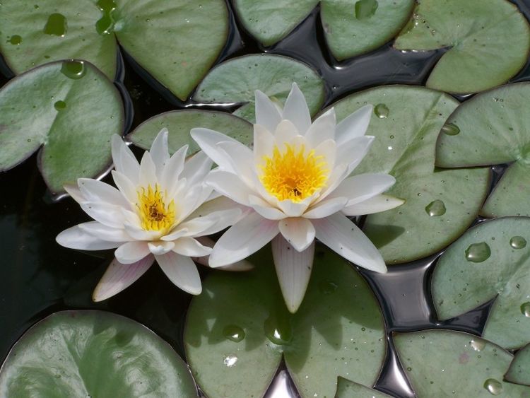 桃花运势来势汹汹