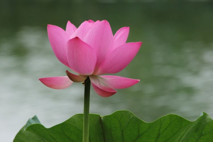 桃花运势强势上升的3生肖