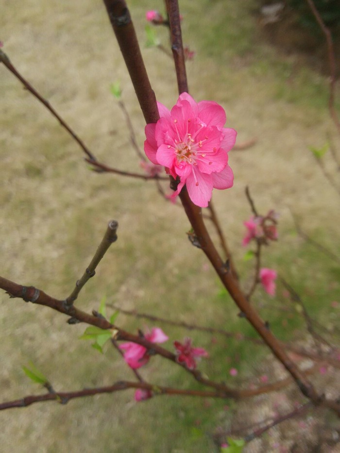 男命桃花运就旺八字桃花位