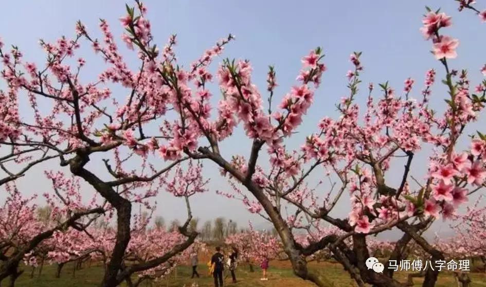 八字二丑桃花运