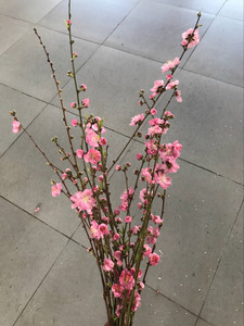 你的桃花运势会是怎么样的呢