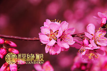 八字里桃花运