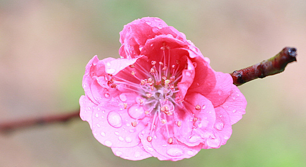 大师教你如何通过八字提升桃花运