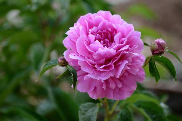 属蛇人2021年桃花运势