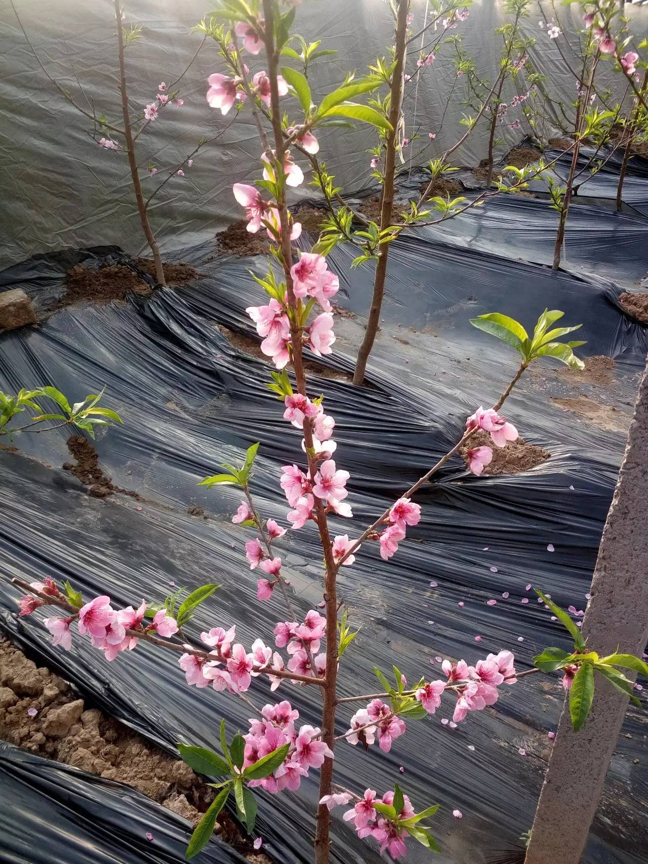 希望今年桃花运势良好