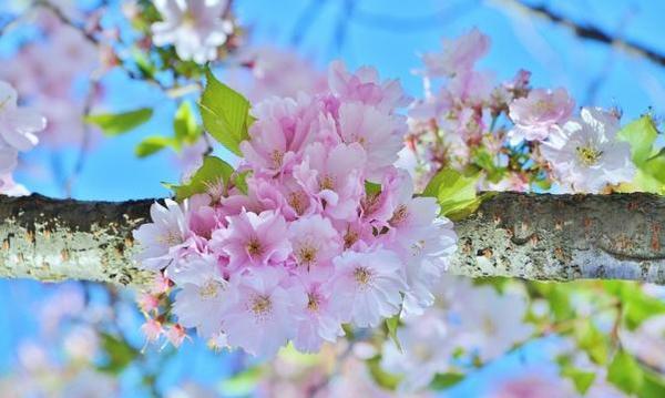 什么八字的人桃花运汪
