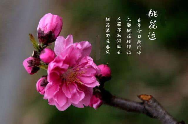 下载八字桃花运