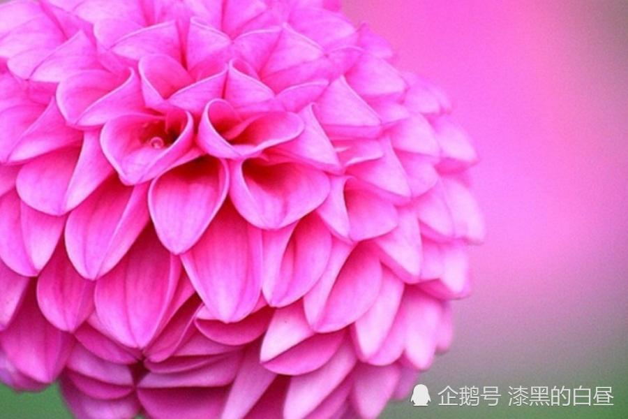 71年属猪女桃花运势